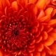 Rosa Reveco D.